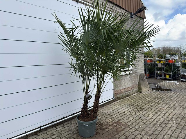 Chinese waaierpalm dubbele stam - trachycarpus fortunei - hoogte ca. 260 cm - afbeelding 5 van  7