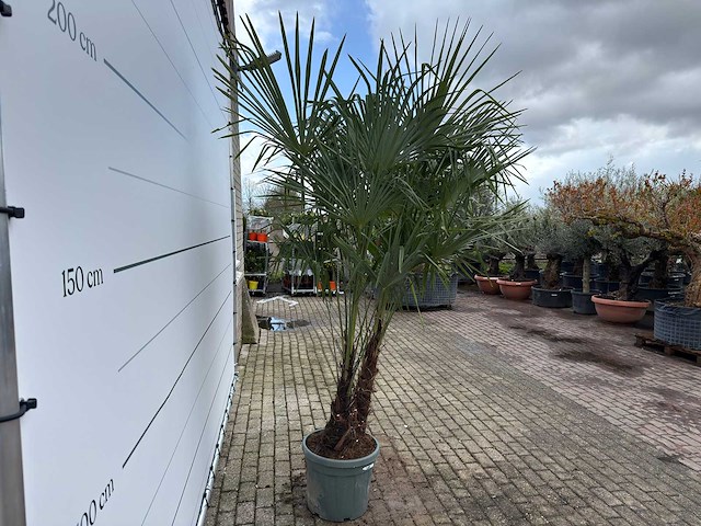 Chinese waaierpalm dubbele stam - trachycarpus fortunei - hoogte ca. 260 cm - afbeelding 6 van  7