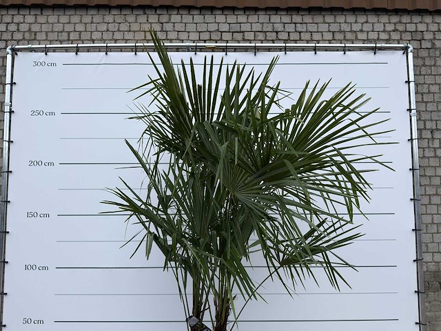 Chinese waaierpalm dubbele stam - trachycarpus fortunei - hoogte ca. 260 cm - afbeelding 7 van  7