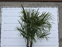 Chinese waaierpalm dubbele stam - trachycarpus fortunei - hoogte ca. 260 cm - afbeelding 7 van  7