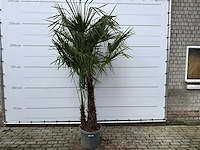 Chinese waaierpalm dubbele stam - trachycarpus fortunei - hoogte ca. 260 cm - afbeelding 1 van  7