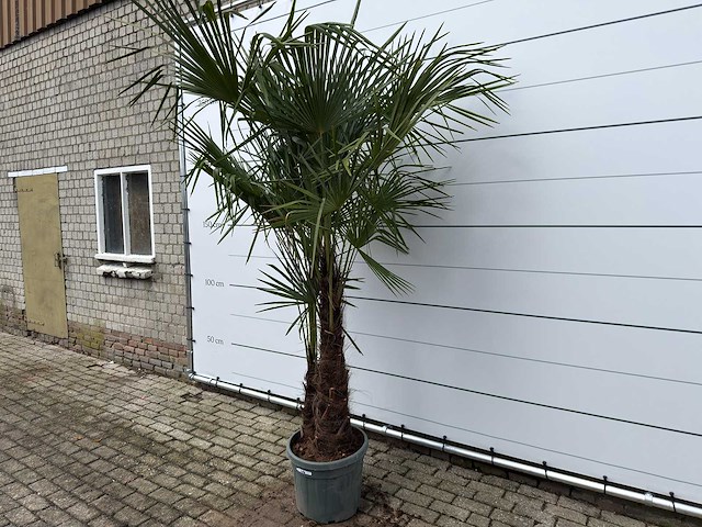 Chinese waaierpalm dubbele stam - trachycarpus fortunei - hoogte ca. 260 cm - afbeelding 2 van  7