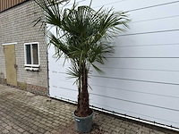 Chinese waaierpalm dubbele stam - trachycarpus fortunei - hoogte ca. 260 cm - afbeelding 2 van  7
