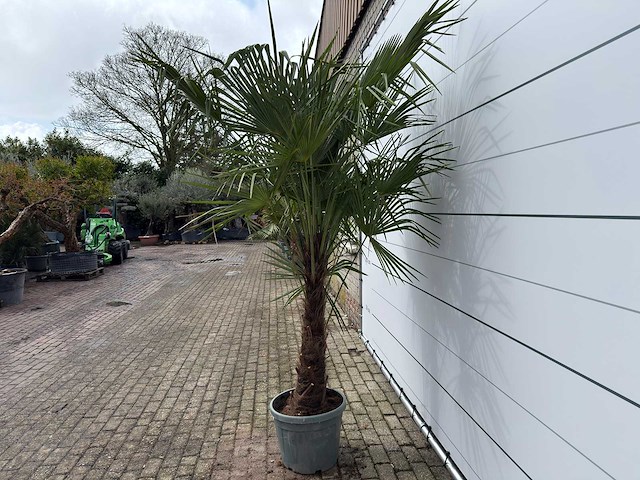 Chinese waaierpalm dubbele stam - trachycarpus fortunei - hoogte ca. 260 cm - afbeelding 3 van  7