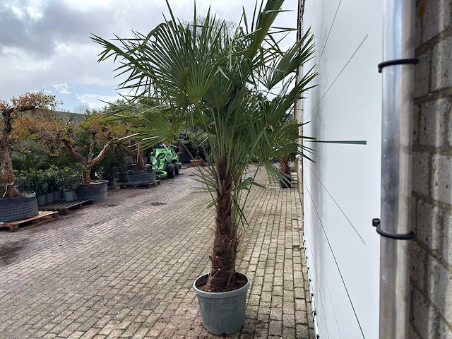 Chinese waaierpalm dubbele stam - trachycarpus fortunei - hoogte ca. 260 cm - afbeelding 4 van  7