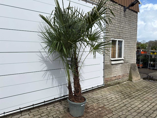 Chinese waaierpalm dubbele stam - trachycarpus fortunei - hoogte ca. 260 cm - afbeelding 5 van  7