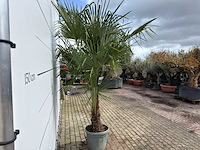 Chinese waaierpalm dubbele stam - trachycarpus fortunei - hoogte ca. 260 cm - afbeelding 7 van  7