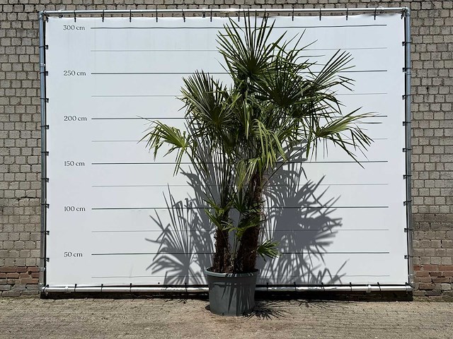Chinese waaierpalm dubbele stam - trachycarpus fortunei - hoogte ca. 270 cm - afbeelding 1 van  5