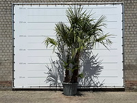 Chinese waaierpalm dubbele stam - trachycarpus fortunei - hoogte ca. 270 cm - afbeelding 1 van  5