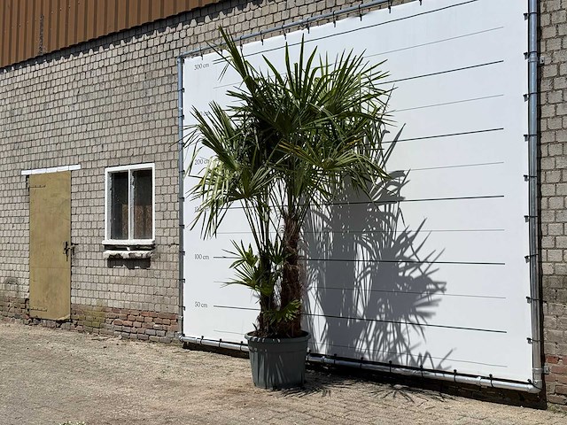 Chinese waaierpalm dubbele stam - trachycarpus fortunei - hoogte ca. 270 cm - afbeelding 2 van  5