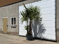 Chinese waaierpalm dubbele stam - trachycarpus fortunei - hoogte ca. 270 cm - afbeelding 2 van  5