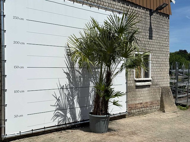 Chinese waaierpalm dubbele stam - trachycarpus fortunei - hoogte ca. 270 cm - afbeelding 3 van  5
