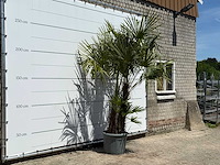 Chinese waaierpalm dubbele stam - trachycarpus fortunei - hoogte ca. 270 cm - afbeelding 3 van  5