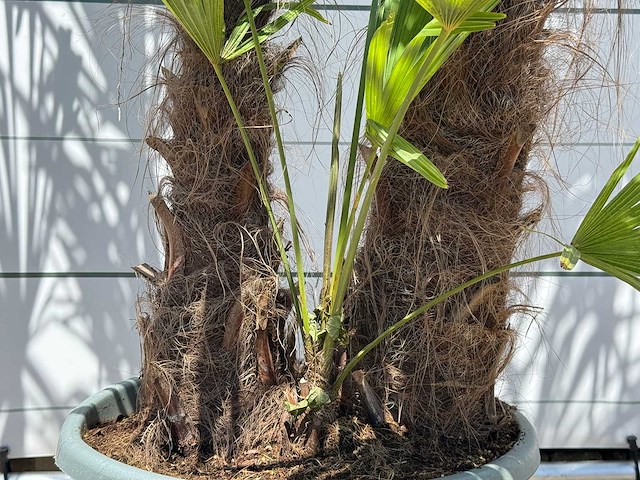 Chinese waaierpalm dubbele stam - trachycarpus fortunei - hoogte ca. 270 cm - afbeelding 4 van  5
