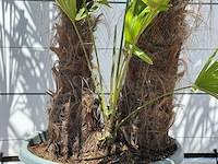 Chinese waaierpalm dubbele stam - trachycarpus fortunei - hoogte ca. 270 cm - afbeelding 4 van  5
