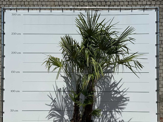 Chinese waaierpalm dubbele stam - trachycarpus fortunei - hoogte ca. 270 cm - afbeelding 5 van  5