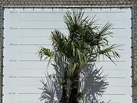 Chinese waaierpalm dubbele stam - trachycarpus fortunei - hoogte ca. 270 cm - afbeelding 5 van  5