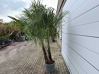 Chinese waaierpalm dubbele stam - trachycarpus fortunei - hoogte ca. 280 cm - afbeelding 3 van  7