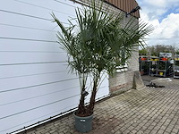 Chinese waaierpalm dubbele stam - trachycarpus fortunei - hoogte ca. 280 cm - afbeelding 5 van  7