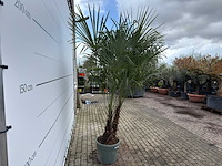 Chinese waaierpalm dubbele stam - trachycarpus fortunei - hoogte ca. 280 cm - afbeelding 6 van  7