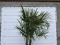 Chinese waaierpalm dubbele stam - trachycarpus fortunei - hoogte ca. 300 cm - afbeelding 7 van  7