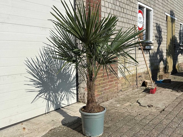 Chinese waaierpalm s - trachycarpus fortunei - hoogte ca. 150 cm - afbeelding 3 van  3