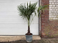 Chinese waaierpalm s - trachycarpus fortunei - hoogte ca. 160 cm - afbeelding 1 van  5