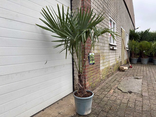 Chinese waaierpalm s - trachycarpus fortunei - hoogte ca. 160 cm - afbeelding 3 van  5