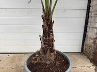 Chinese waaierpalm s - trachycarpus fortunei - hoogte ca. 160 cm - afbeelding 4 van  5