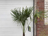 Chinese waaierpalm s - trachycarpus fortunei - hoogte ca. 160 cm - afbeelding 5 van  5