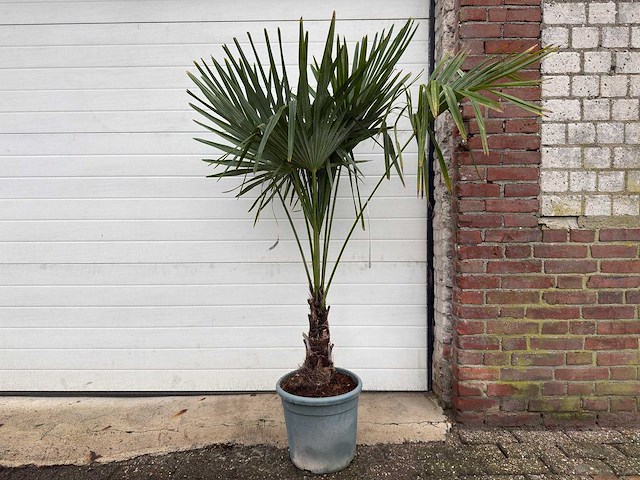Chinese waaierpalm s - trachycarpus fortunei - hoogte ca. 170 cm - afbeelding 1 van  5