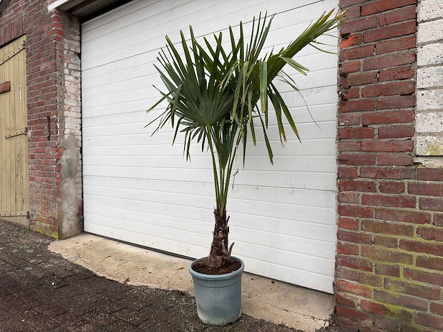 Chinese waaierpalm s - trachycarpus fortunei - hoogte ca. 170 cm - afbeelding 2 van  5