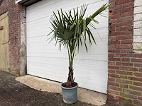 Chinese waaierpalm s - trachycarpus fortunei - hoogte ca. 170 cm - afbeelding 2 van  5