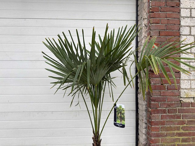 Chinese waaierpalm s - trachycarpus fortunei - hoogte ca. 170 cm - afbeelding 5 van  5