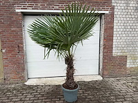 Chinese waaierpalm xl - trachycarpus fortunei - hoogte ca. 230 cm - afbeelding 1 van  5