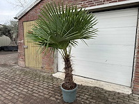 Chinese waaierpalm xl - trachycarpus fortunei - hoogte ca. 230 cm - afbeelding 2 van  5