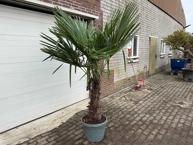 Chinese waaierpalm xl - trachycarpus fortunei - hoogte ca. 230 cm - afbeelding 3 van  5