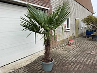 Chinese waaierpalm xl - trachycarpus fortunei - hoogte ca. 230 cm - afbeelding 3 van  5