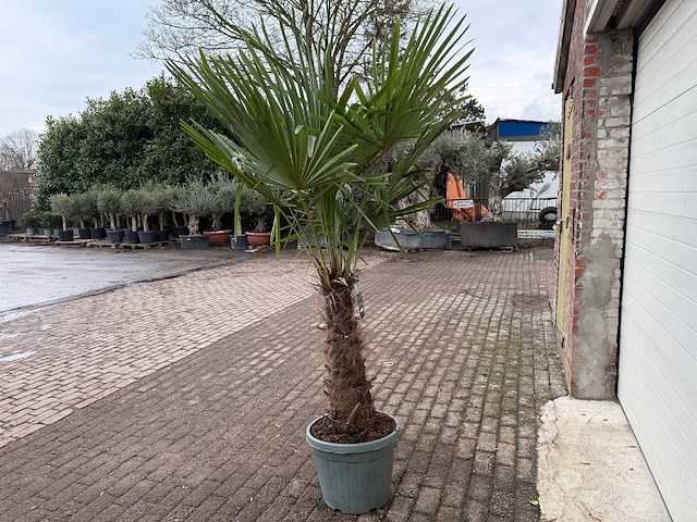 Chinese waaierpalm xl - trachycarpus fortunei - hoogte ca. 230 cm - afbeelding 4 van  5