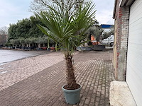 Chinese waaierpalm xl - trachycarpus fortunei - hoogte ca. 230 cm - afbeelding 4 van  5