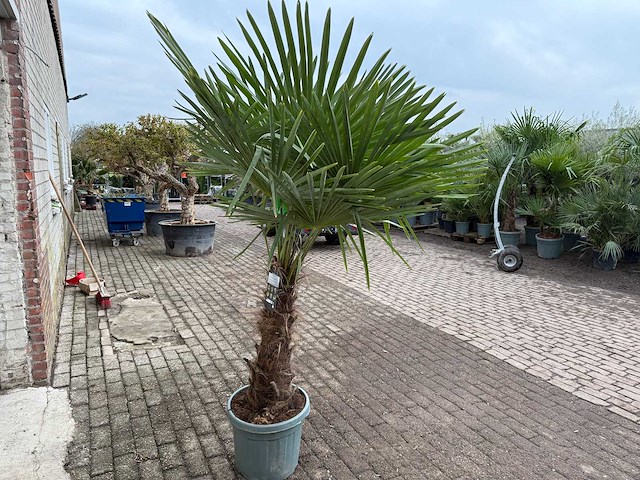 Chinese waaierpalm xl - trachycarpus fortunei - hoogte ca. 230 cm - afbeelding 5 van  5