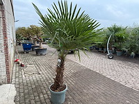 Chinese waaierpalm xl - trachycarpus fortunei - hoogte ca. 230 cm - afbeelding 5 van  5