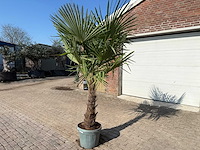 Chinese waaierpalm xl - trachycarpus fortunei - hoogte ca. 250 cm - afbeelding 2 van  5