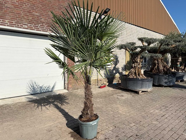 Chinese waaierpalm xl - trachycarpus fortunei - hoogte ca. 250 cm - afbeelding 3 van  5