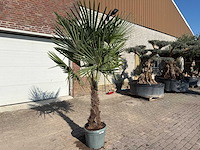 Chinese waaierpalm xl - trachycarpus fortunei - hoogte ca. 250 cm - afbeelding 3 van  5