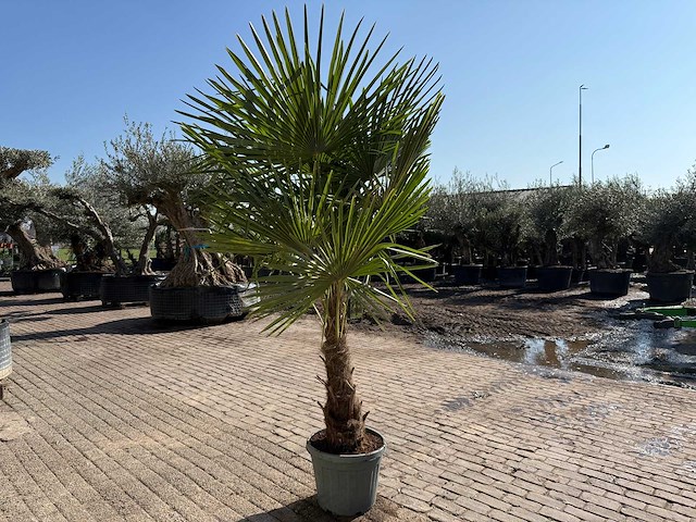 Chinese waaierpalm xl - trachycarpus fortunei - hoogte ca. 250 cm - afbeelding 4 van  5