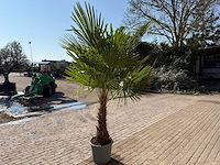 Chinese waaierpalm xl - trachycarpus fortunei - hoogte ca. 250 cm - afbeelding 5 van  5