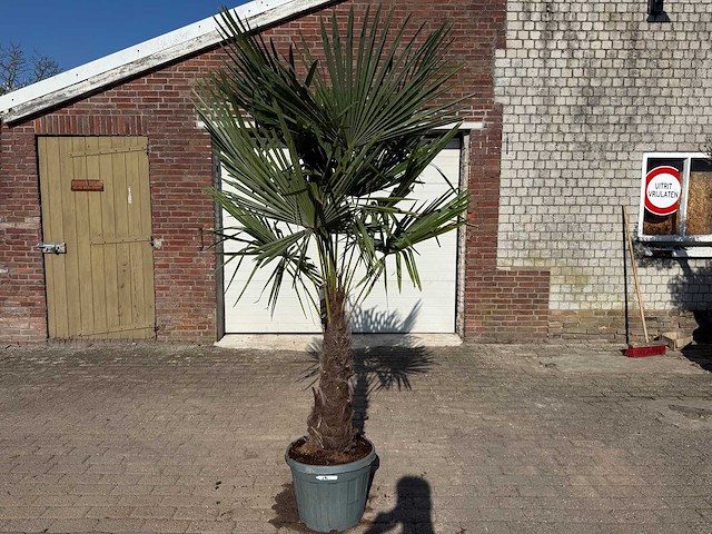 Chinese waaierpalm xl - trachycarpus fortunei - hoogte ca 250cm - afbeelding 1 van  5