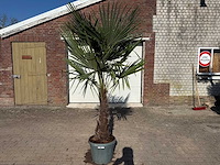 Chinese waaierpalm xl - trachycarpus fortunei - hoogte ca 250cm - afbeelding 1 van  5