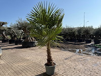 Chinese waaierpalm xl - trachycarpus fortunei - hoogte ca 250cm - afbeelding 4 van  5